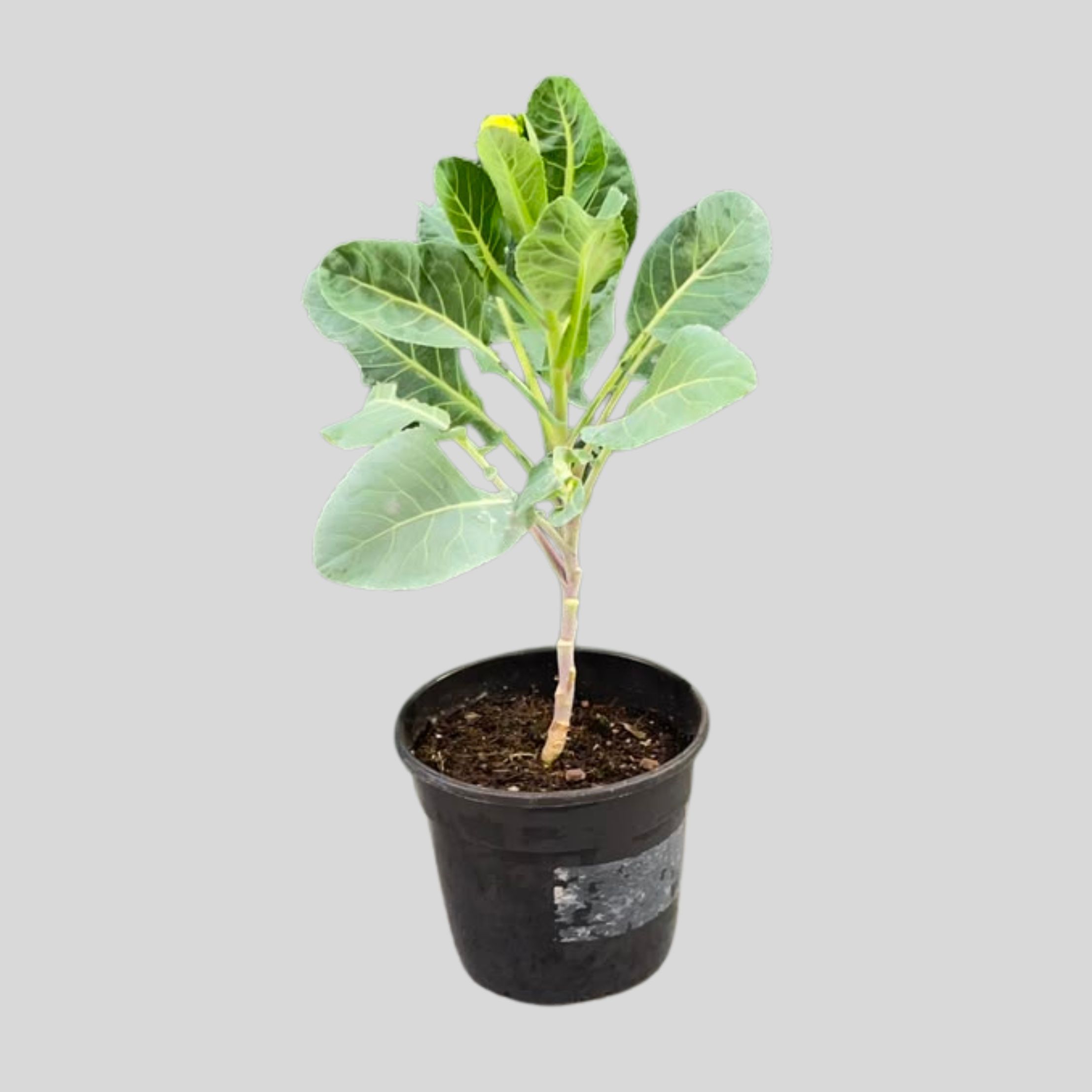 Herbs 14cm Pot