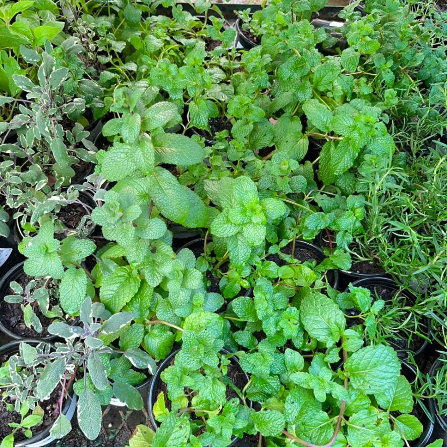 Herbs And Vegetables In Pot 12cm
