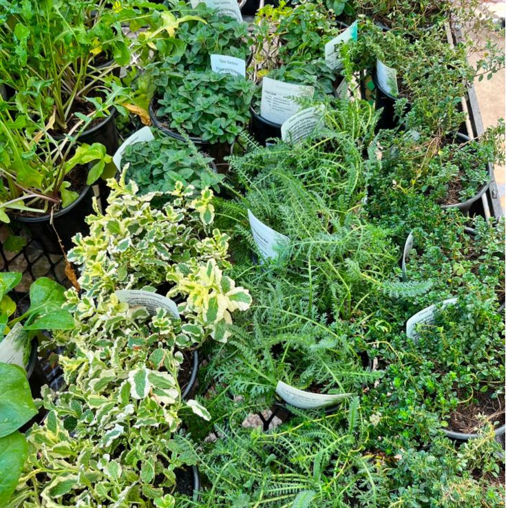 Herbs Mixed 12cm Pot - Image 2