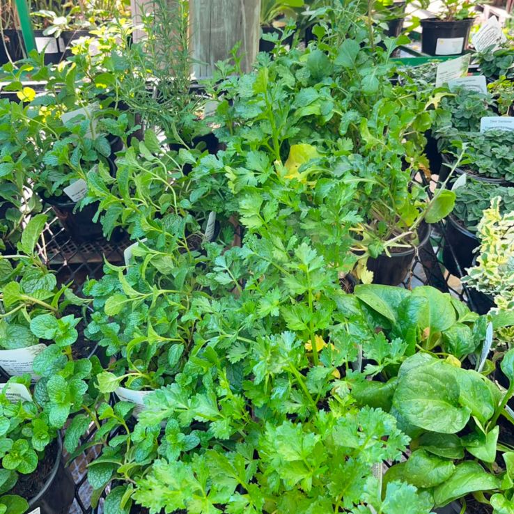 Herbs Mixed 12cm Pot