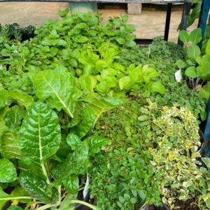 Herbs Mixed 17cm Pot