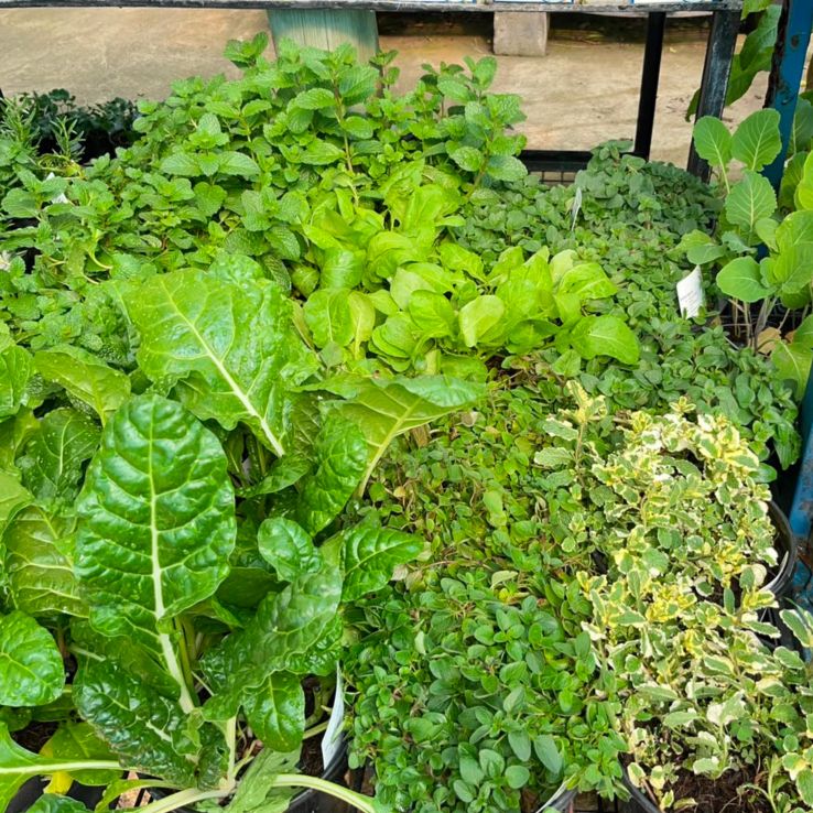 Herbs Mixed 17cm Pot