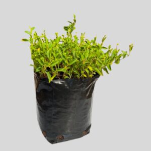 Hermannia saccifera 3lt