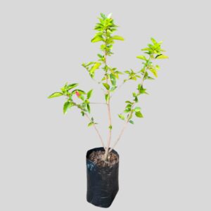 Hibiscus CANARY ISLAND 10lt
