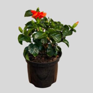 Hibiscus hollywood  MIXED 19cm