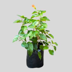 Hibiscus rosa-sinensis 10lt