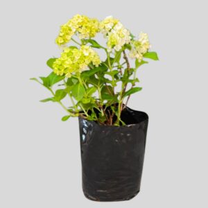 Hydrangea Macrophylla 10lt