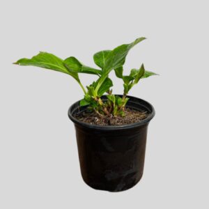 Hydrangea macrophylla 17cm