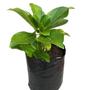 Hydrangea macrophylla 10lt