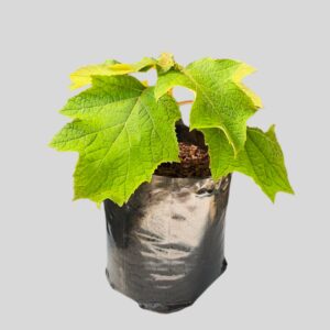 Hydrangea quercifolia 10lt