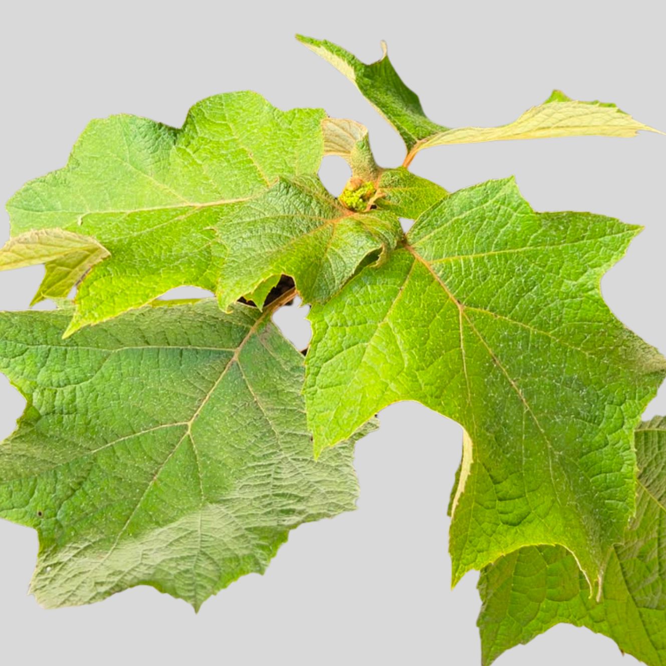 Hydrangea quercifolia 5lt - Image 2