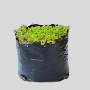 Hydrocotyle vulgaris 3lt