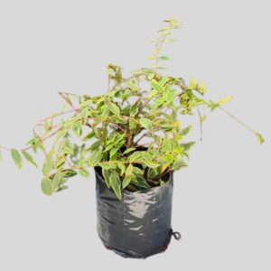 Hypericum moserianum TRICOLOUR 2.5lt