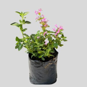 Hypoestes aristata MIXED 4lt