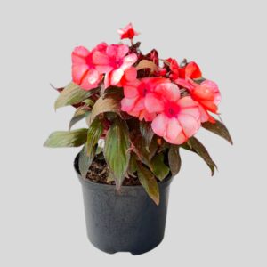 Impatiens NEW GUINEA 15cm