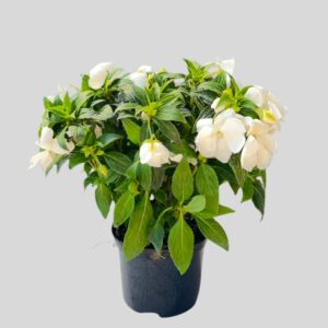 Impatiens NEW GUINEA 17cm