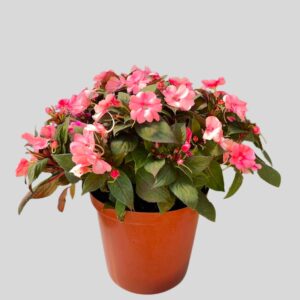 Impatiens New Guinea 25cm