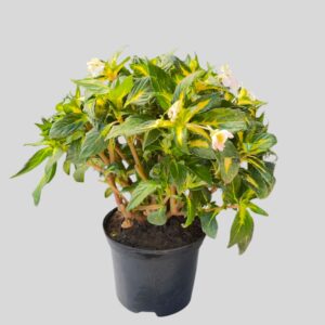 Impatiens SUNPATIENS MIXED 17cm