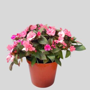 Impatiens SUNPATIENS MIXED 25cm