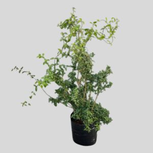 Jasminum Multipartitum Stenolobum 20lt