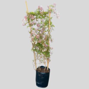 Jasminum Polyanthum 20lt