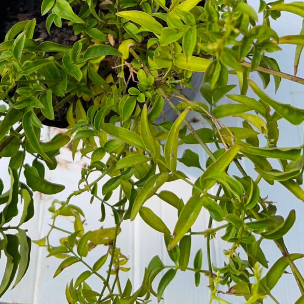 Jasminum Polyanthum 4lt