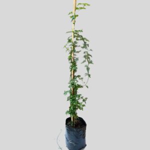 Jasminum Polyanthum 5lt