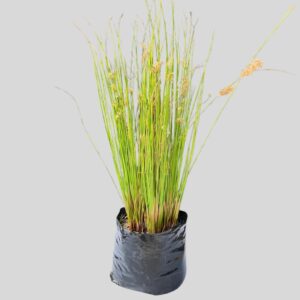 Juncus effusus 3lt