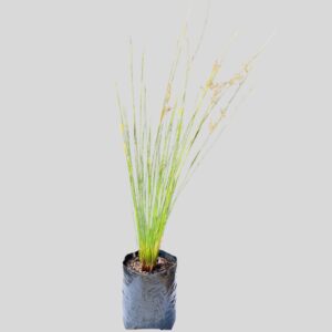 Juncus effusus 4lt
