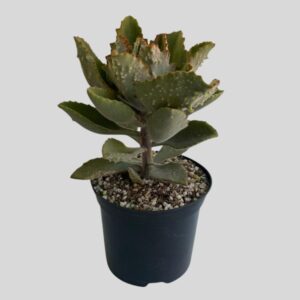 Kalanchoe beharensis 15cm
