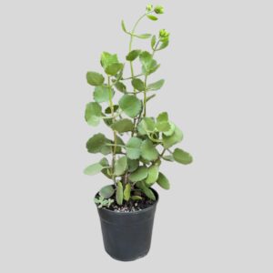Kalanchoe millotii 12cm