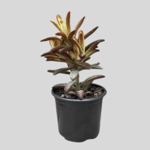 Kalanchoe Tomentosa 12cm