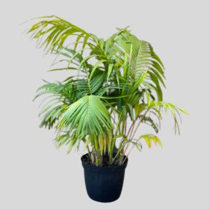 Kentia Palm 42cm