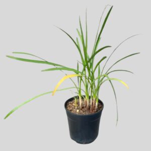 Kniphofia pauciflora 17cm