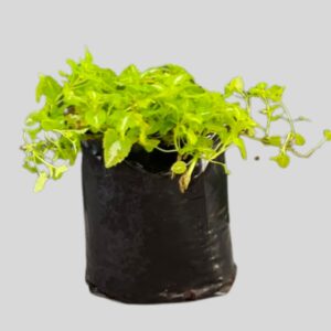 Lamium MIXED 4lt