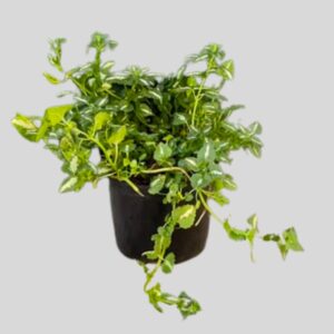 Lamium Pink Pearl 2.5lt