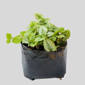 Lamium YELLOW 3lt