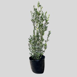 Laurus nobilis 100lt