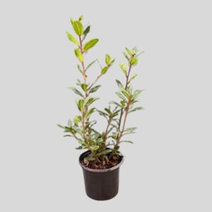 Laurus nobilis 17cm