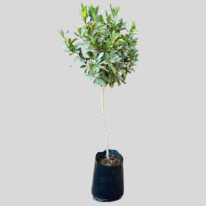 Laurus nobilis STD 20lt