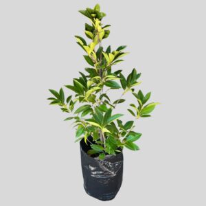 Laurus PRUNIS 10lt