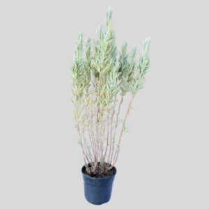 Lavandula Angustifolia Ellegance 15cm