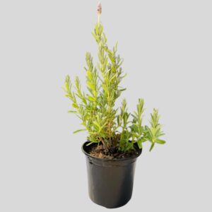 Lavandula Dentata Candicans 15cm