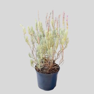 Lavandula goodwin CREEK 15cm