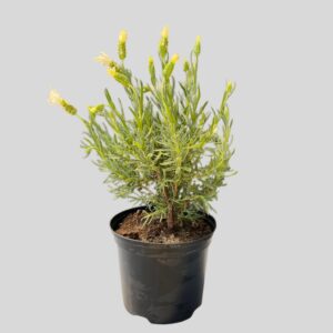 Lavandula Pedunculata The Snow Princess 15cm