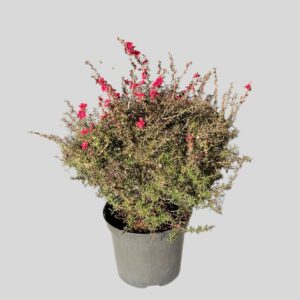 Leptospermum scoparium ASSTD 21cm