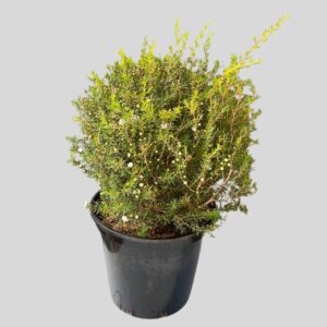 Leptospermum scoparium BALL 10lt