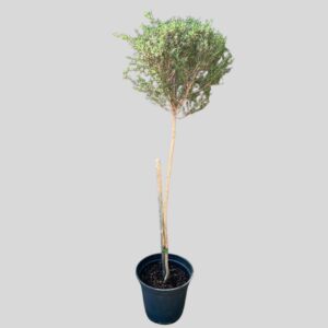 Leptospermum scoparium STD 21cm
