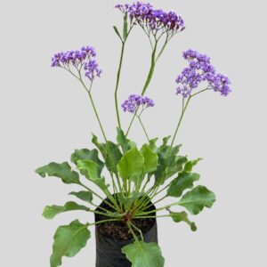 Limonium Perezii 17cm