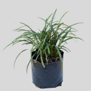 Liriope EVERGREEN GIANT 4lt